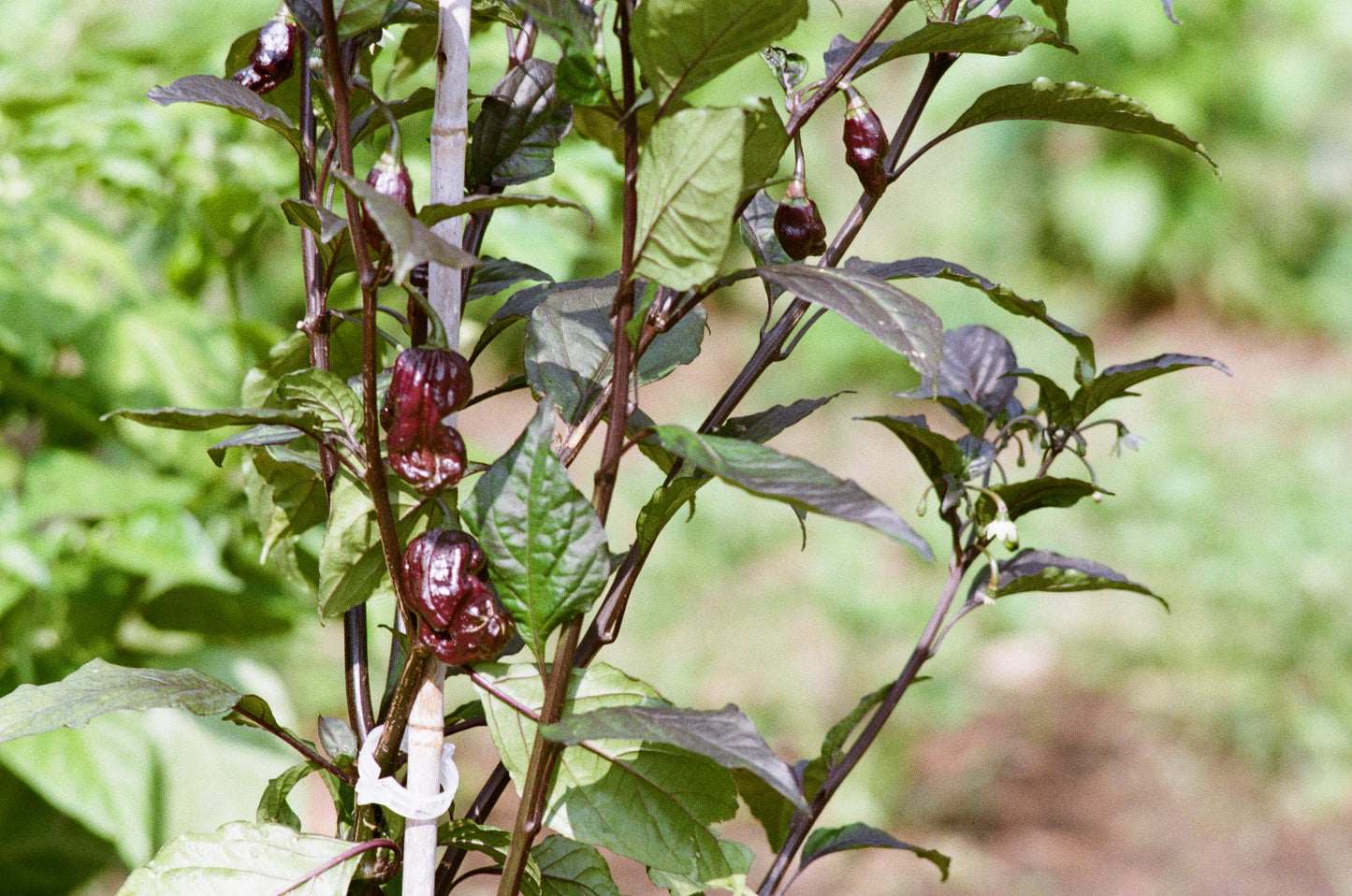 Semis de piments forts - Capsicum Chinenses & Hybride