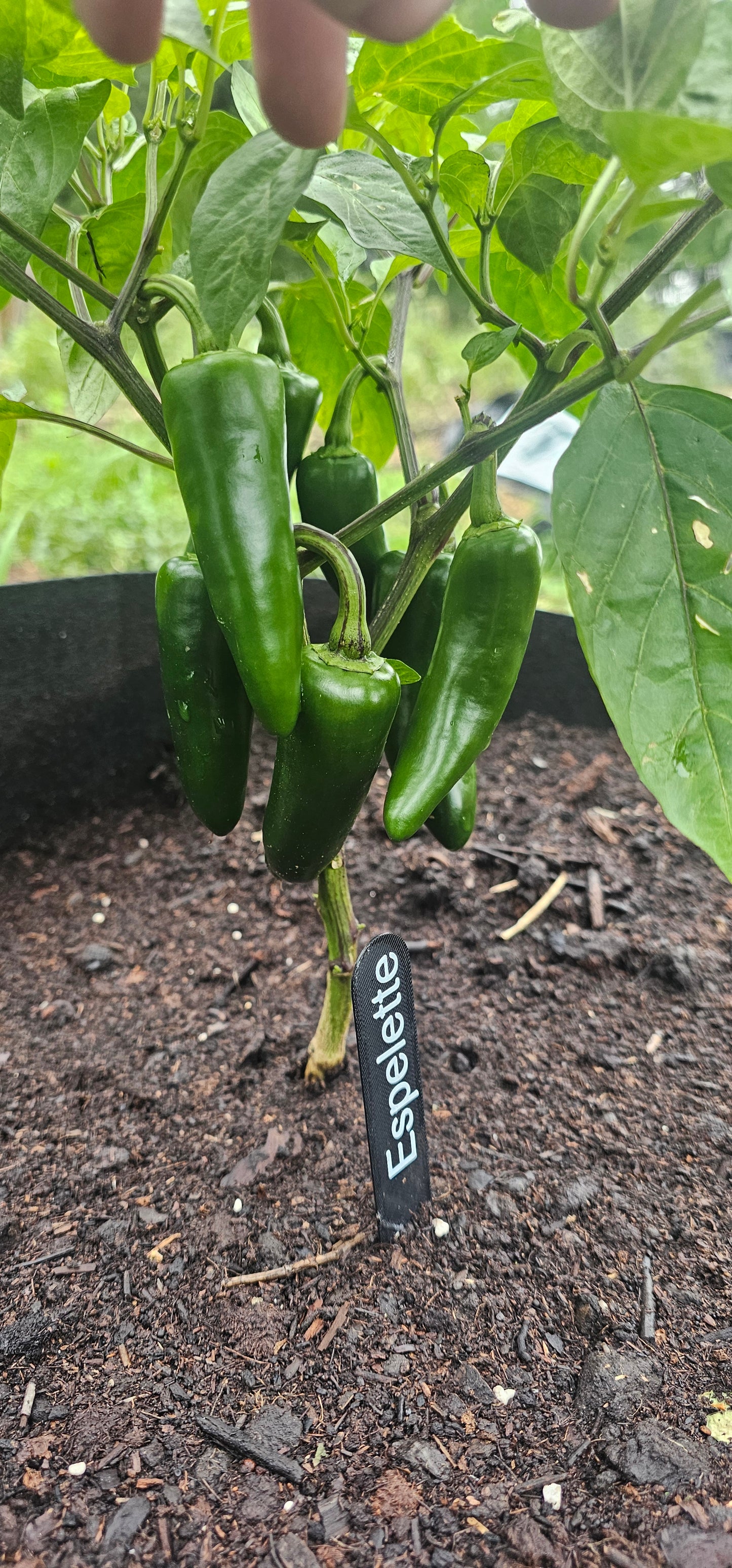 Semences de piments forts - Prix promo précommandes 2026
