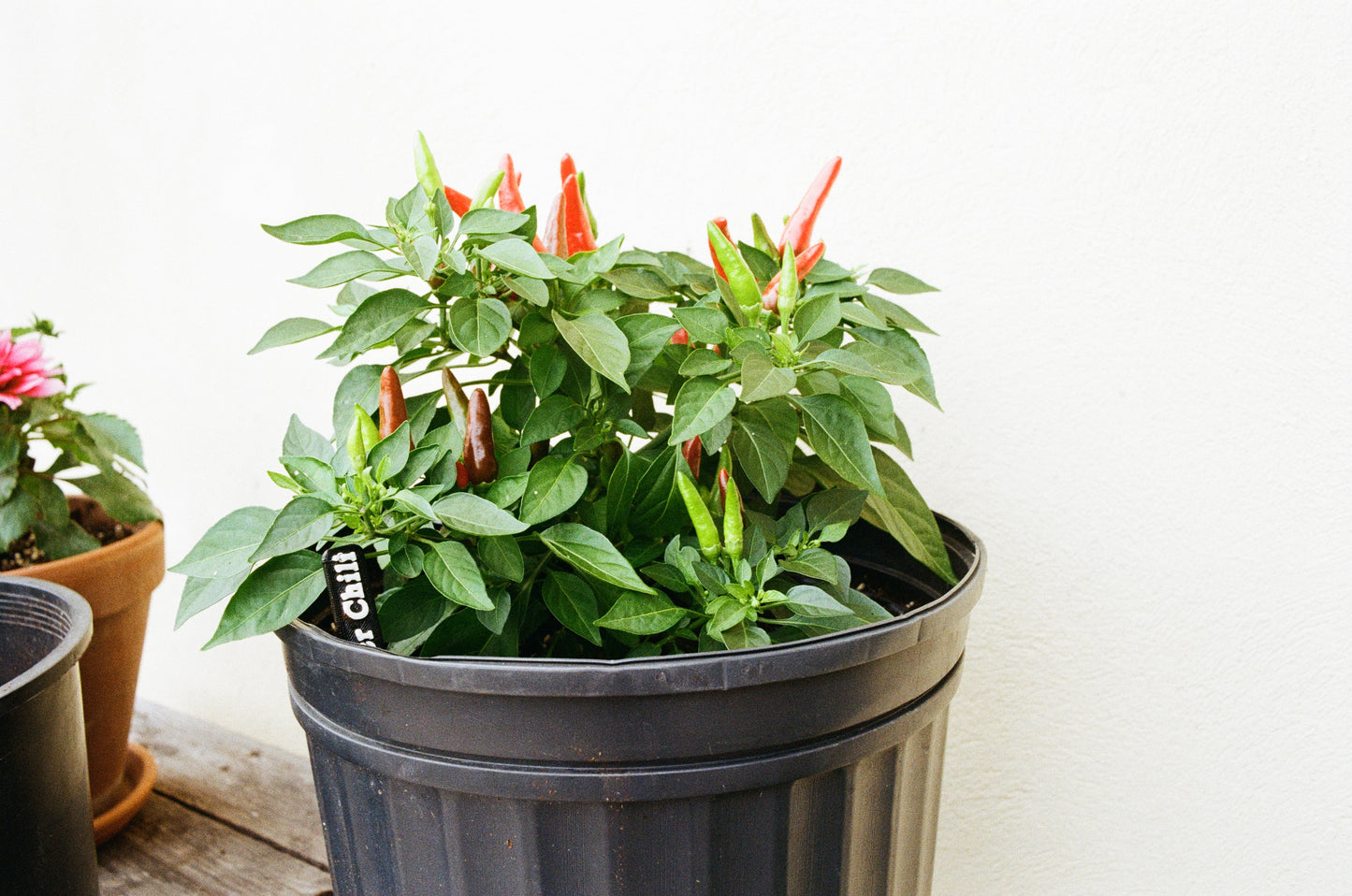 Semis de piments forts - Capsicum Annum & Baccatum