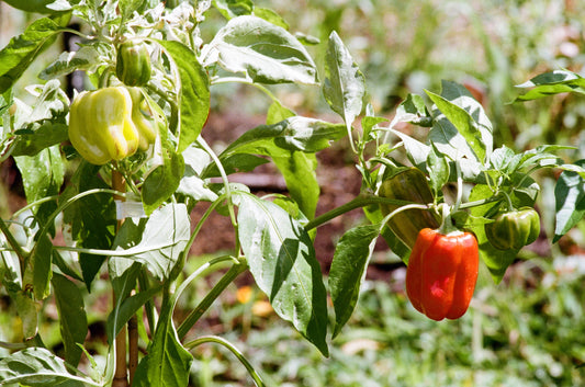 Semis de piments forts - Capsicum Annum & Baccatum