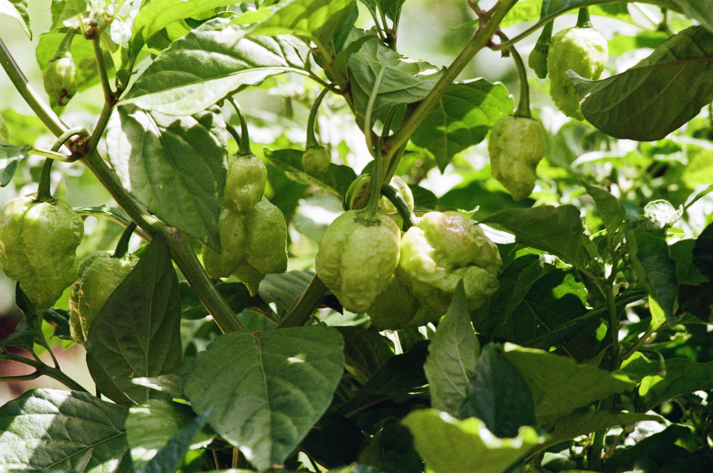 Semis de piments forts - Capsicum Chinenses & Hybride