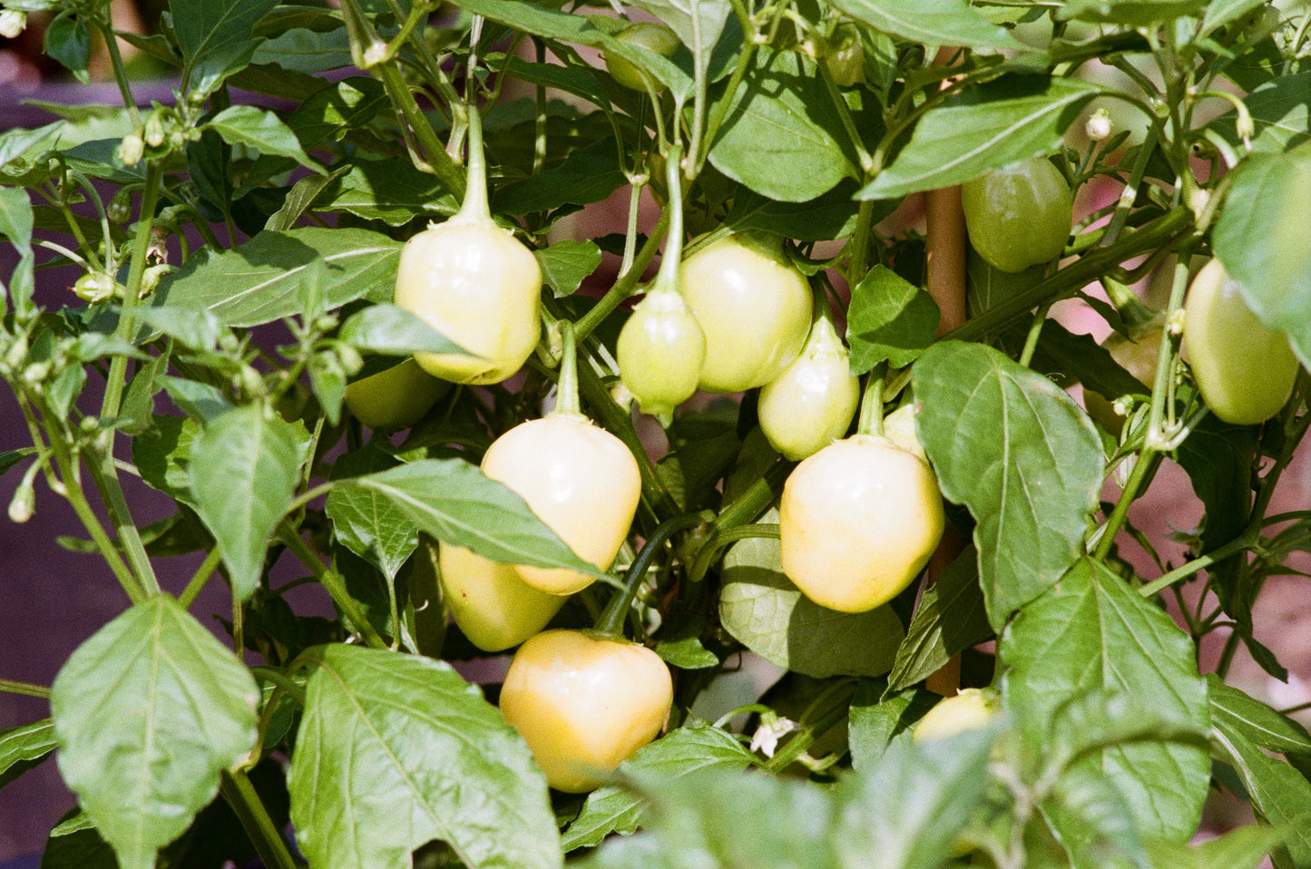 Semis de piments forts - Capsicum Annum & Baccatum