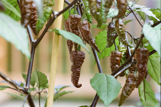Semis de piments forts - Chinenses & Hybride