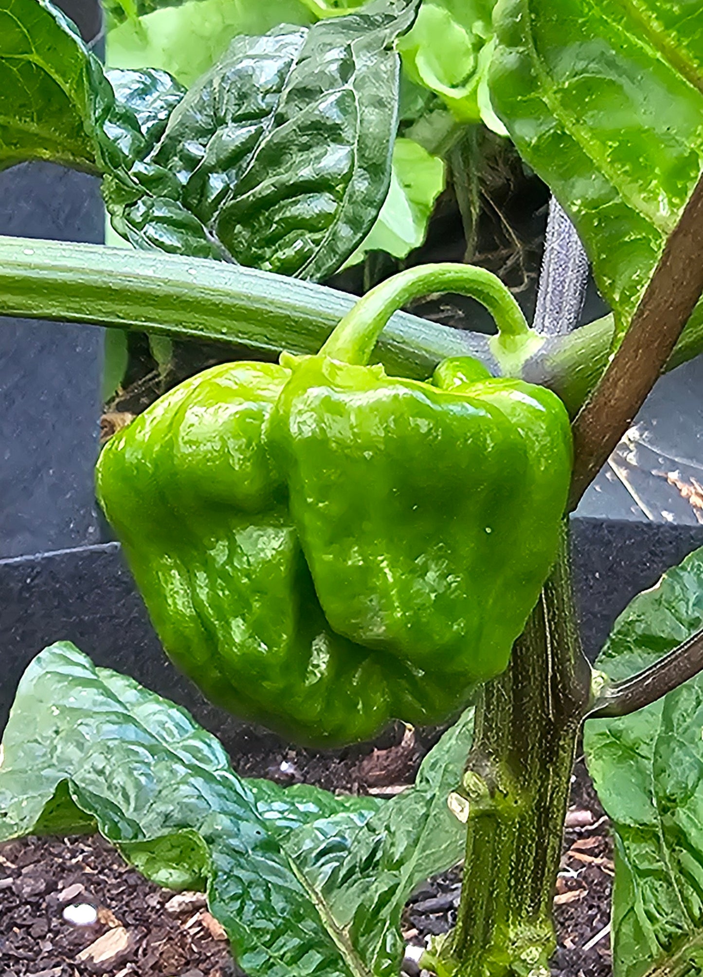 Semences de piments forts - Prix promo précommandes 2026