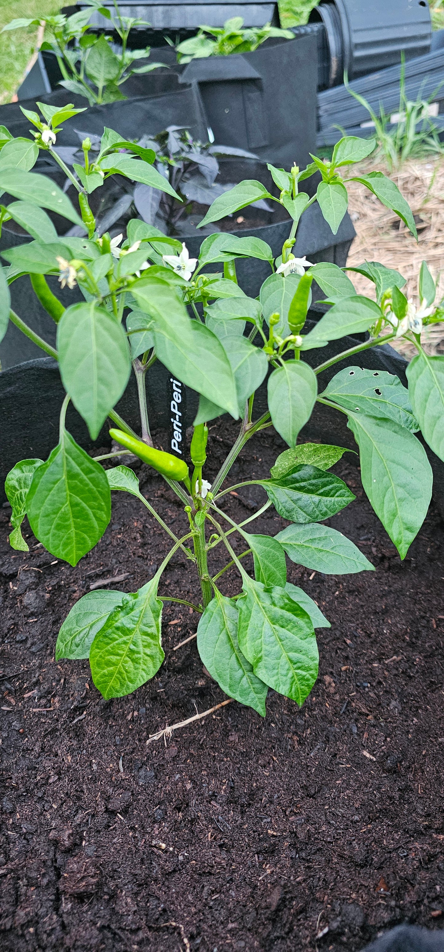 Semences de piments forts - Prix promo précommandes 2026