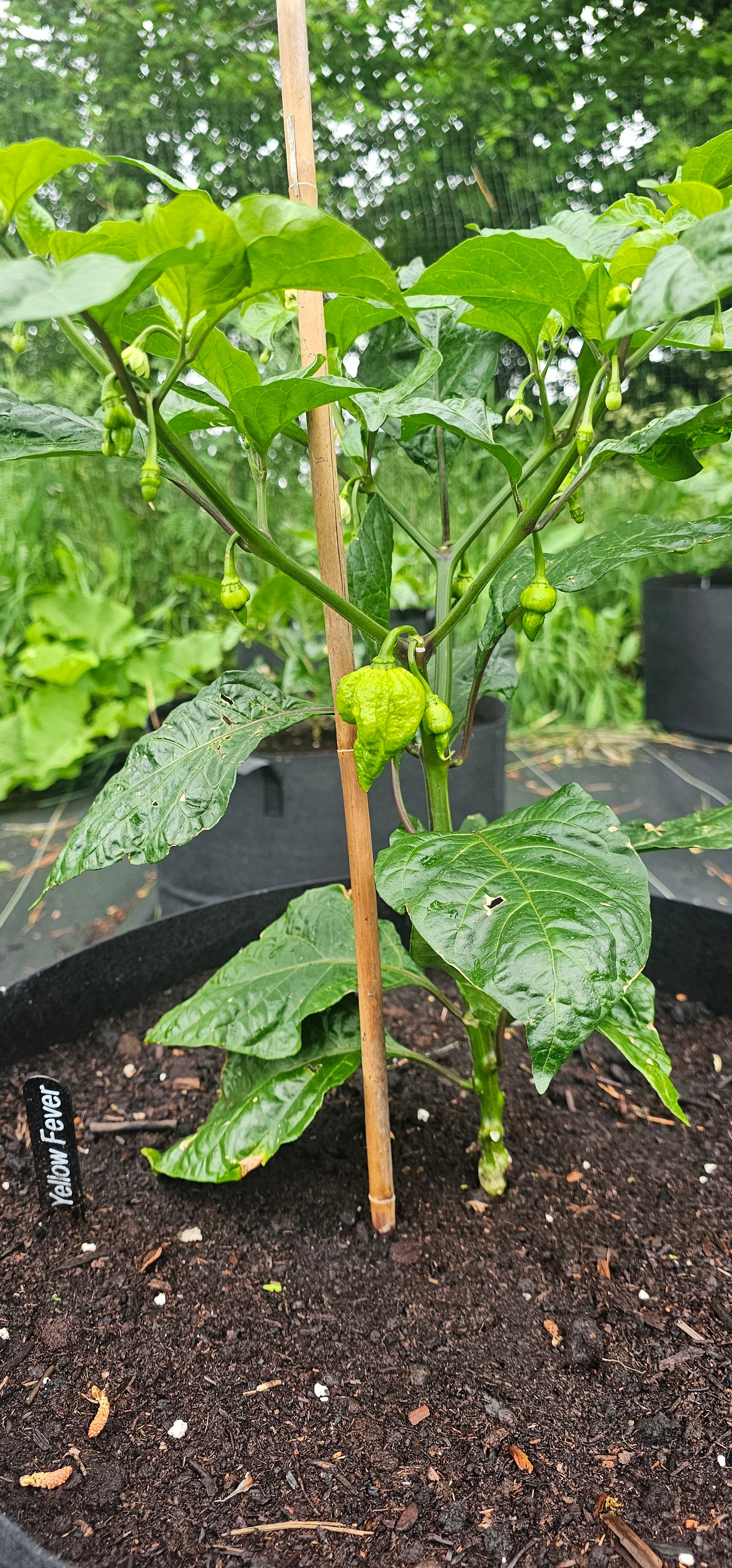 Semences de piments forts - Prix promo précommandes 2026