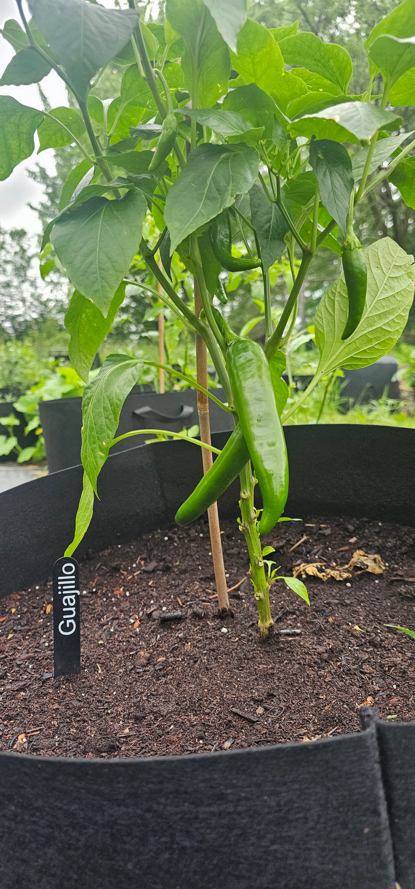Semences de piments forts - Prix promo précommandes 2026