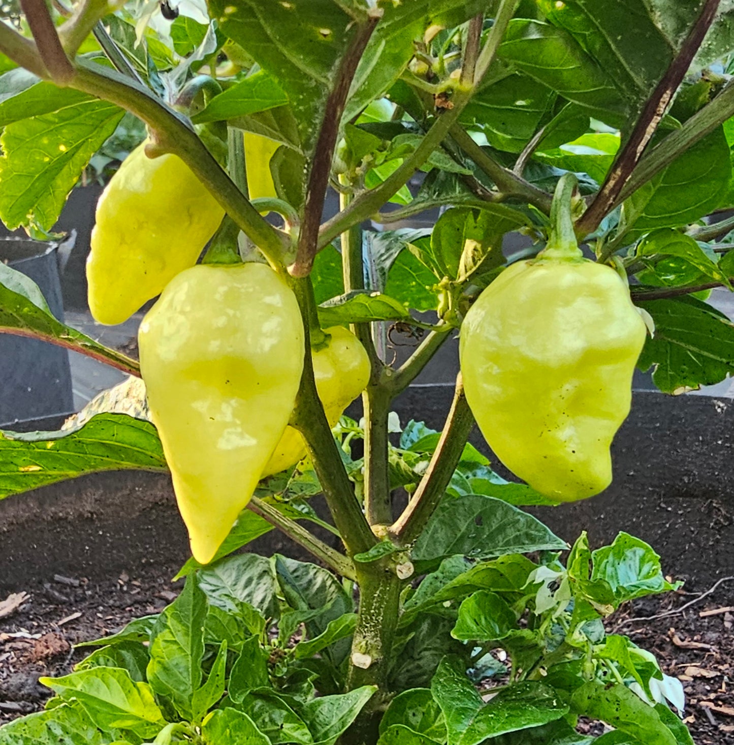 Semences de piments forts - Prix promo précommandes 2026