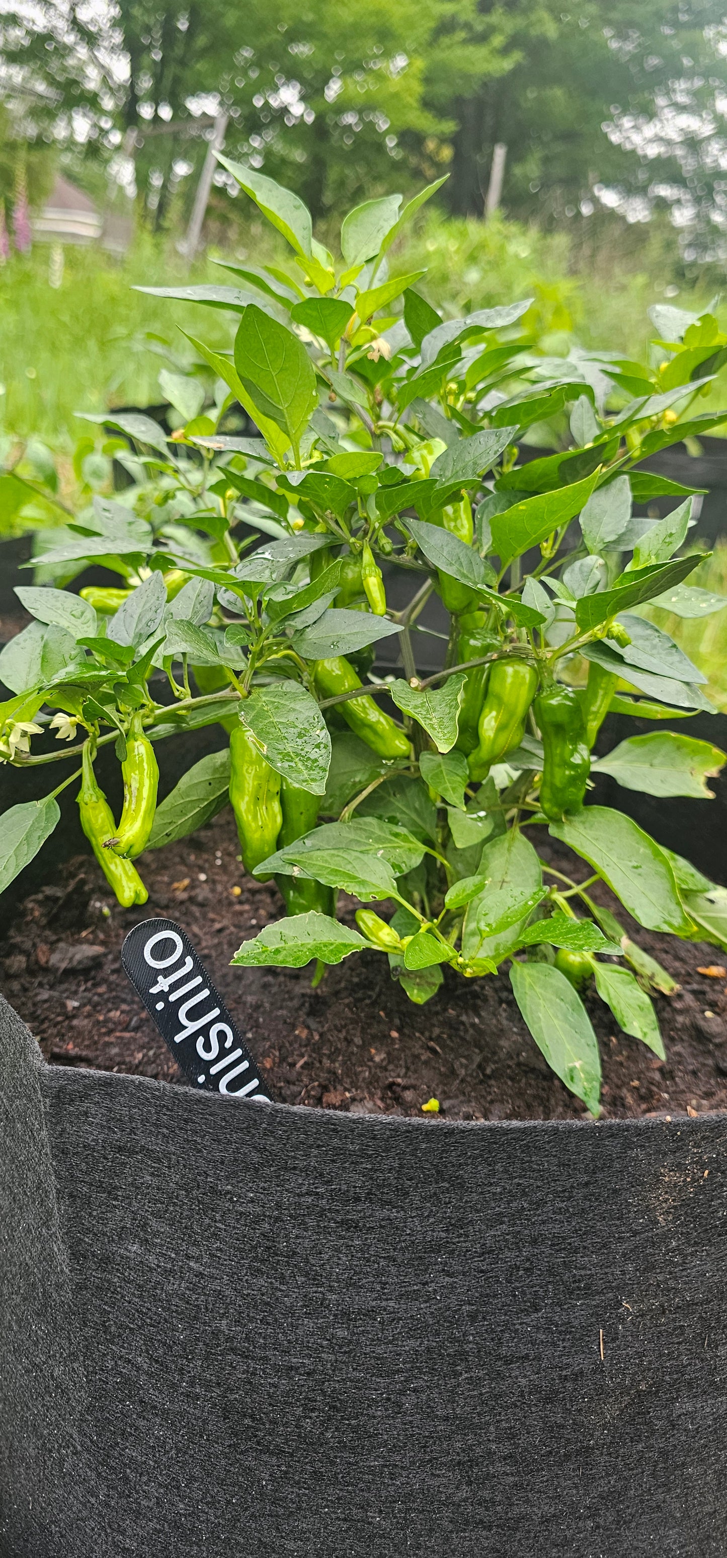 Semences de piments forts - Prix promo précommandes 2026