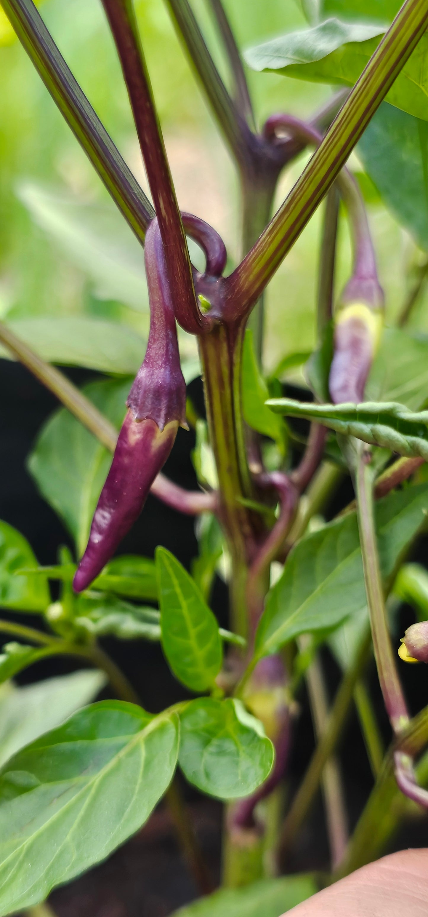 Semences de piments forts - Prix promo précommandes 2026