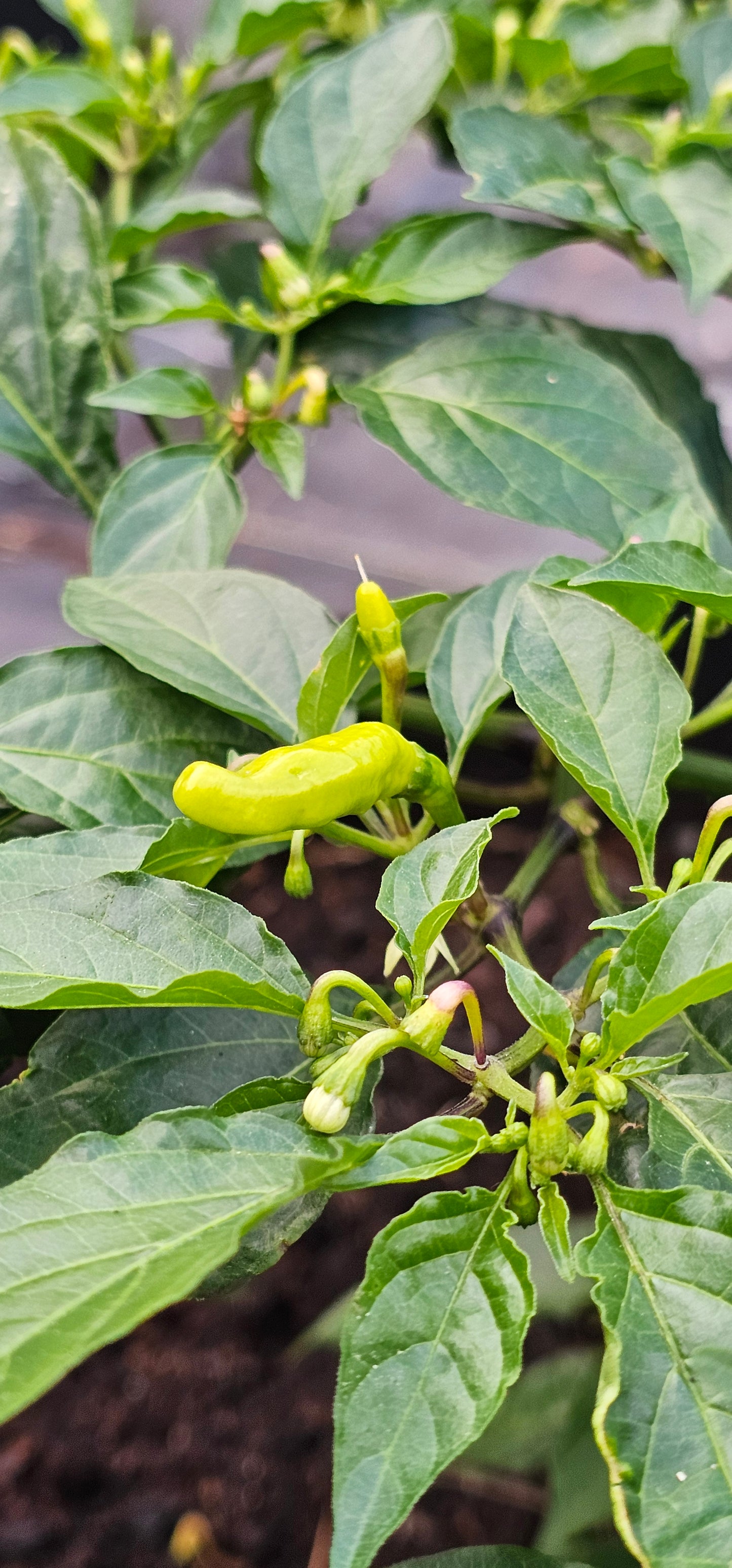 Semences de piments forts - Prix promo précommandes 2026