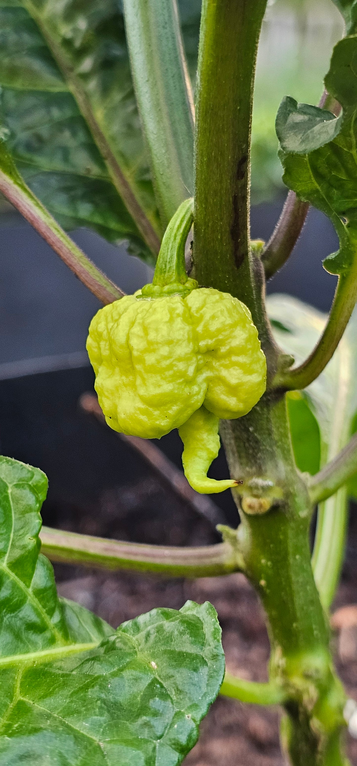 Semences de piments forts - Prix promo précommandes 2026